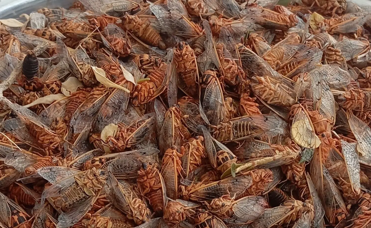 جیرجیرک|خوردنی و آشامیدنی|سیرجان, |دیوار