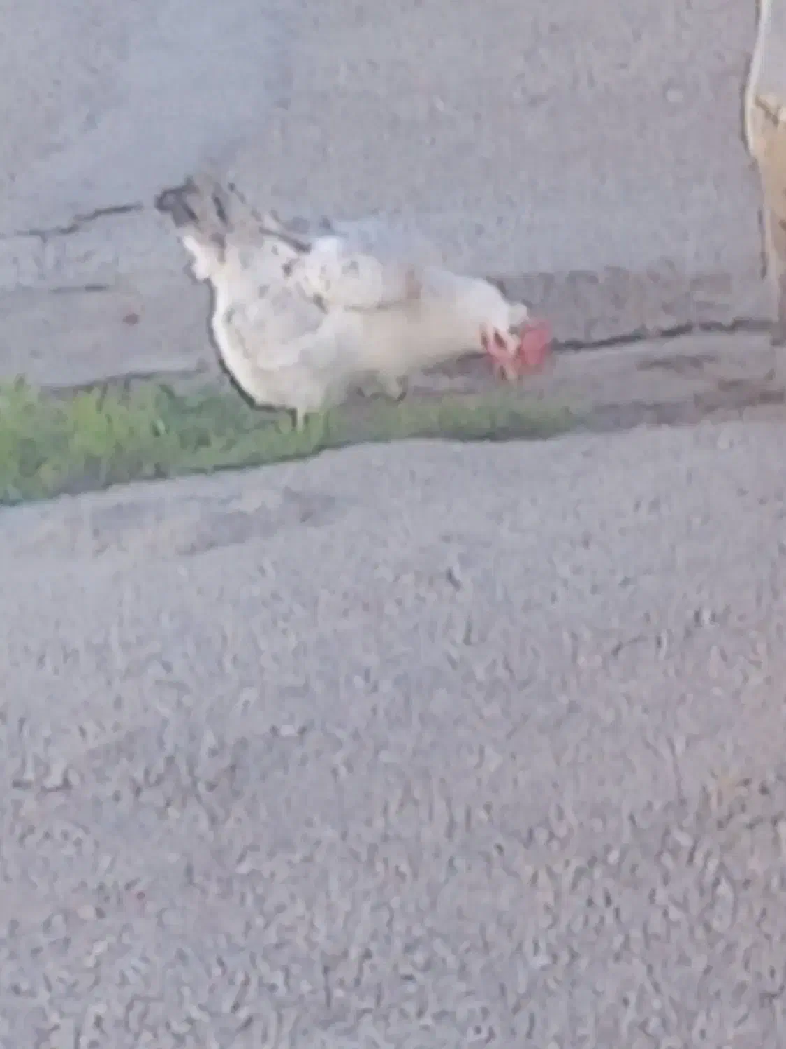 مرغ|حیوانات مزرعه|گتوند, |دیوار