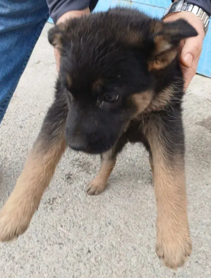 سگ ژرمن|سگ|باغستان, |دیوار