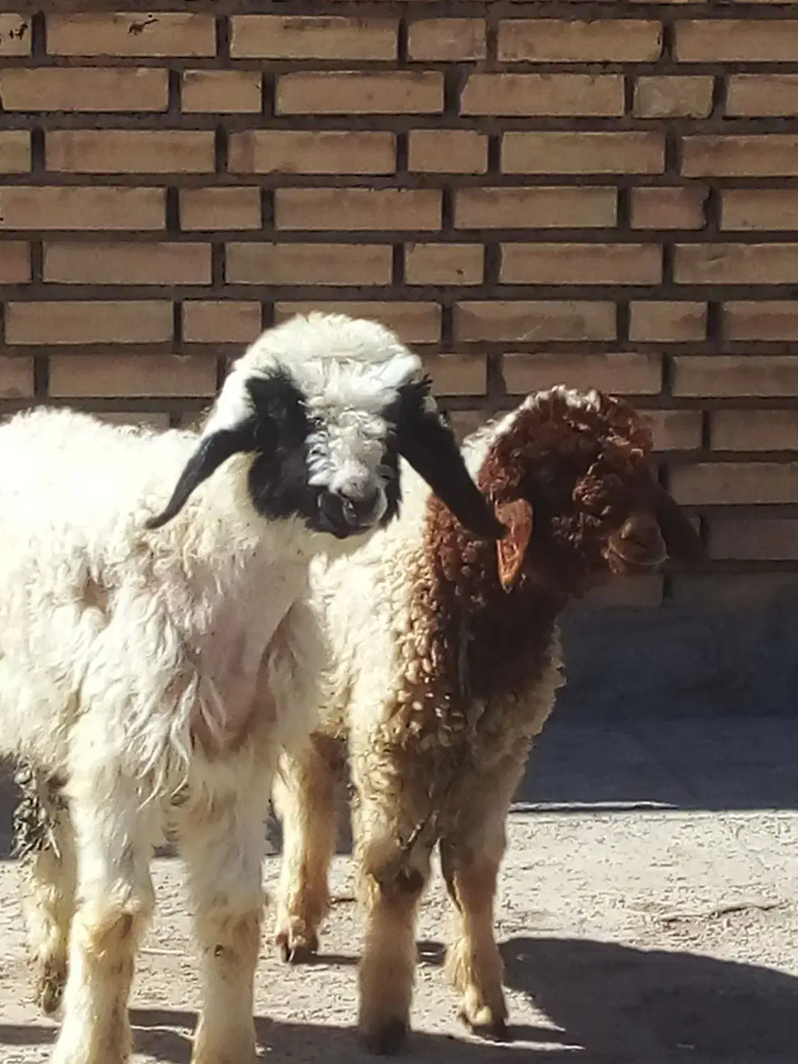 بره|حیوانات مزرعه|اهواز, امانیه|دیوار