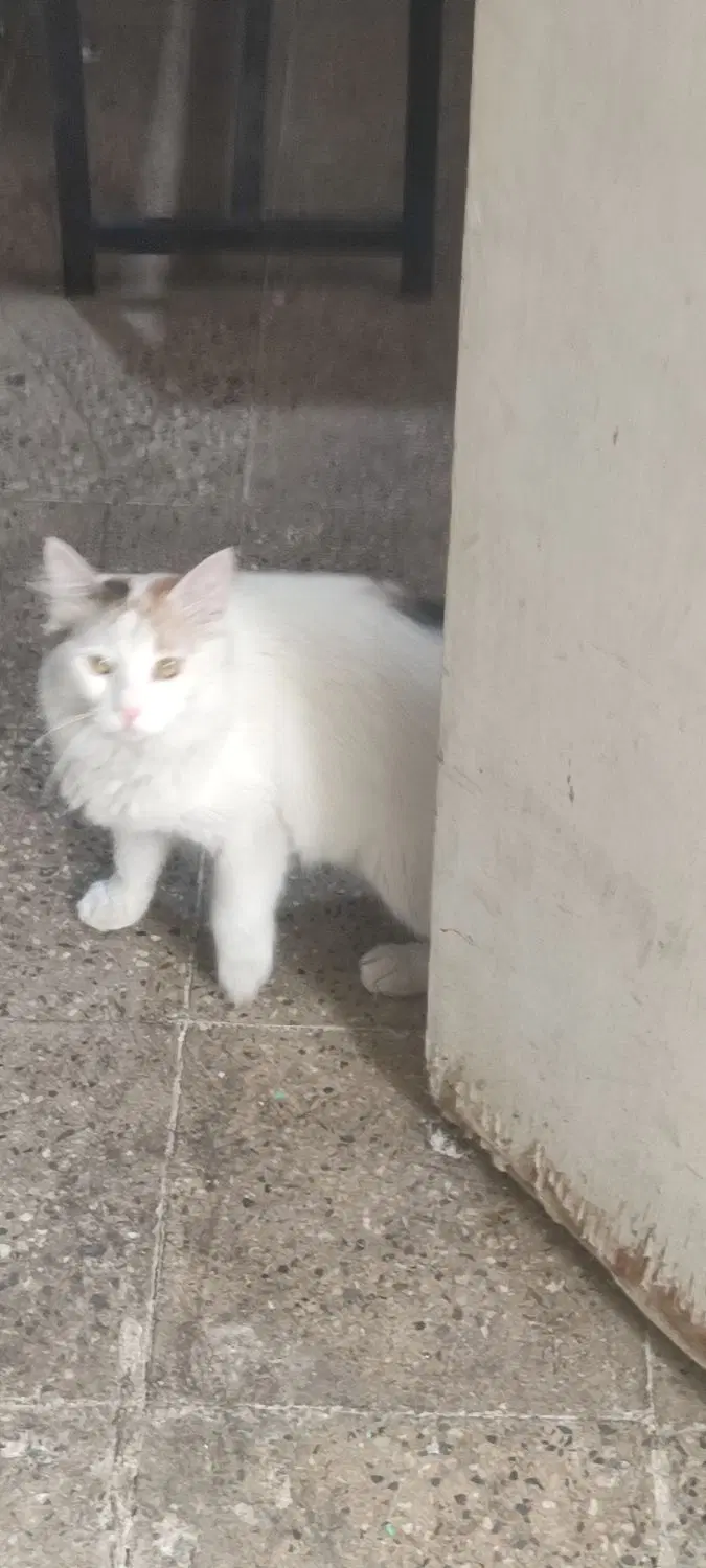 گربه|گربه|گرگان, |دیوار
