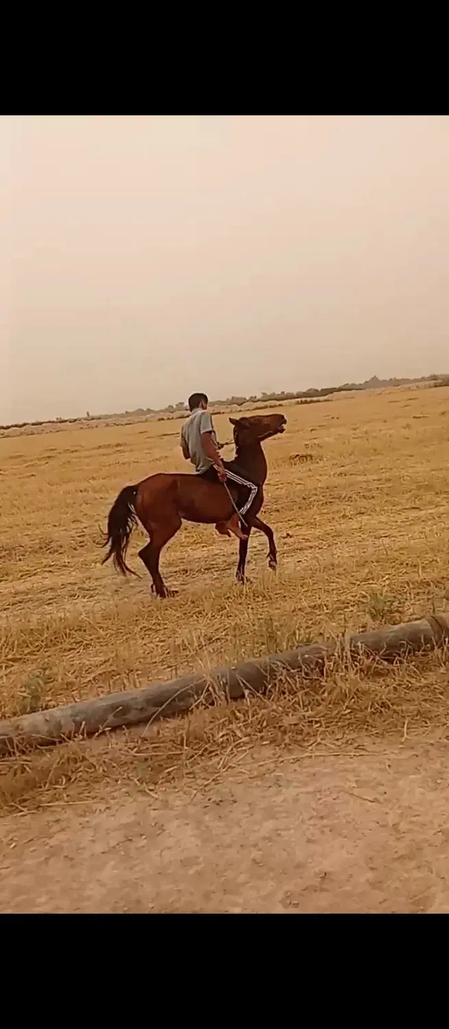 اسب|اسب و تجهیزات اسب‌سواری|دزفول, |دیوار