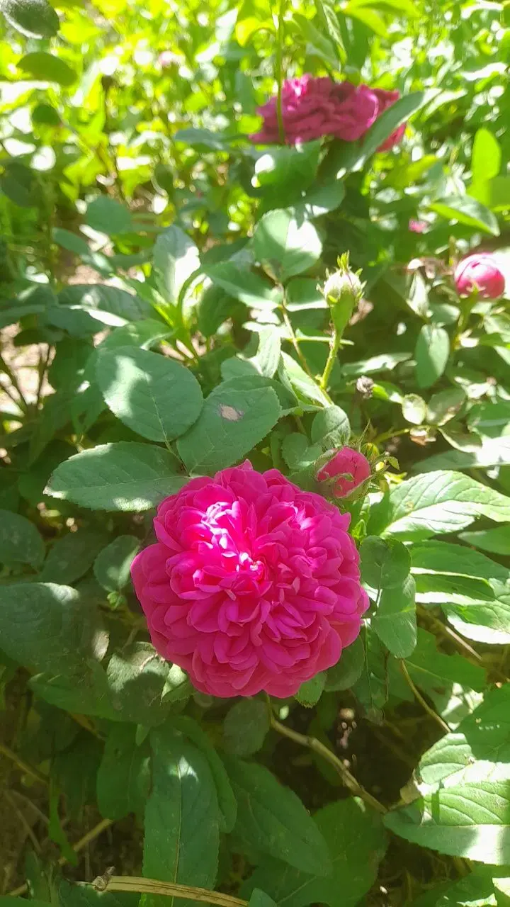 گل محمدی|گل و گیاه طبیعی|همدان, |دیوار