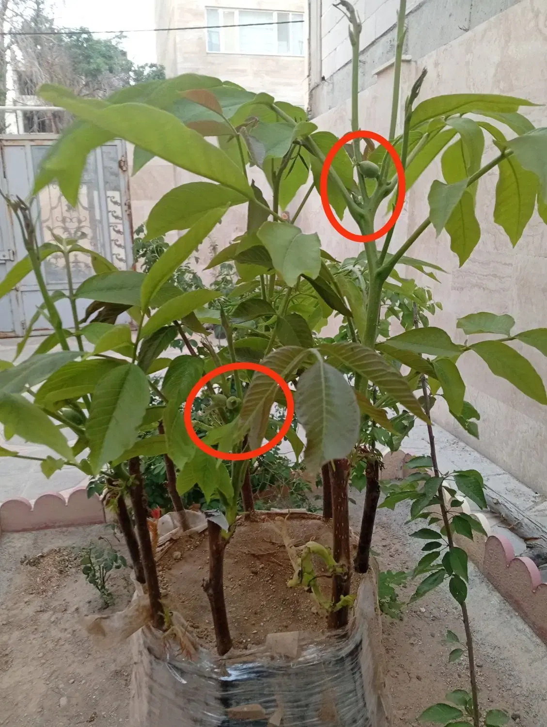 پیوند گردو|خدمات باغبانی و درختکاری|قروه, |دیوار