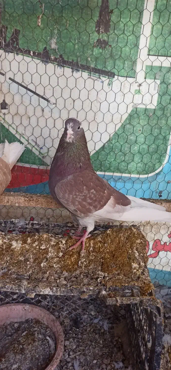 شازده|پرنده|مبارکه, |دیوار