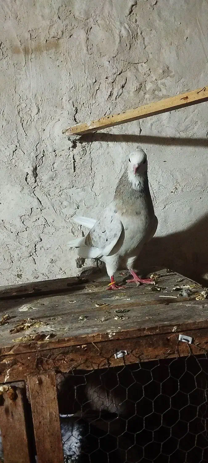 کفتر خوب|حیوانات|کرمانشاه, |دیوار