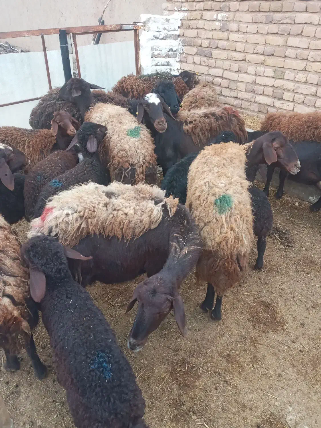 کود گوسفندی|خدمات باغبانی و درختکاری|باسمنج, |دیوار