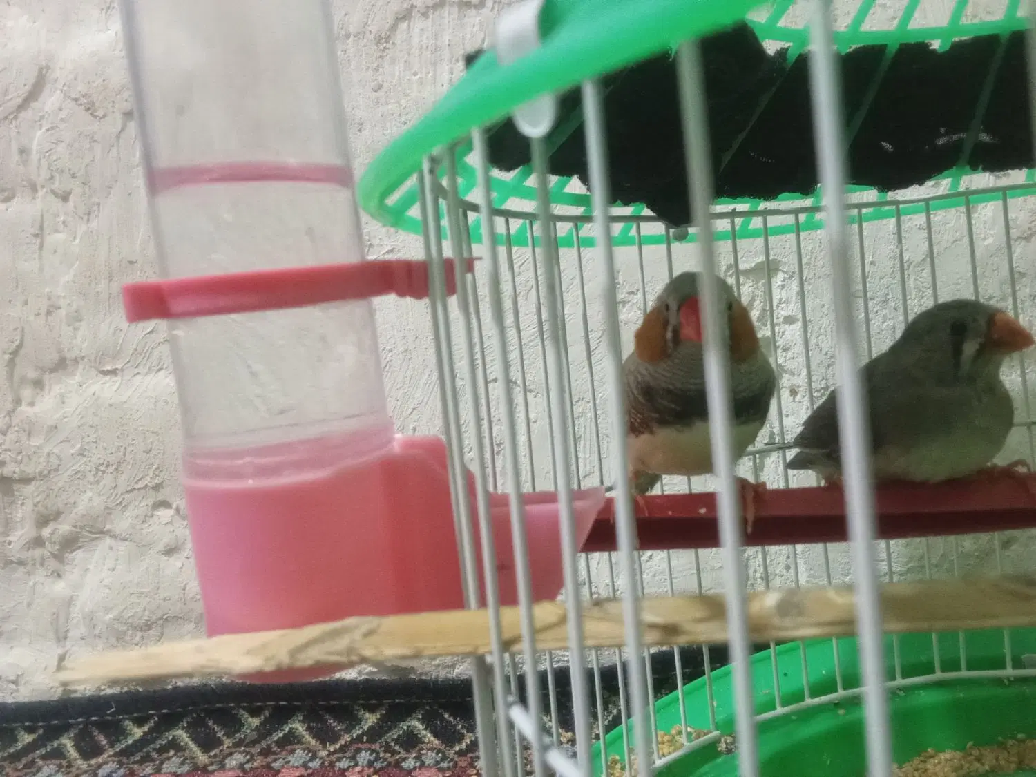 فنچ|پرنده|ایرانشهر, |دیوار