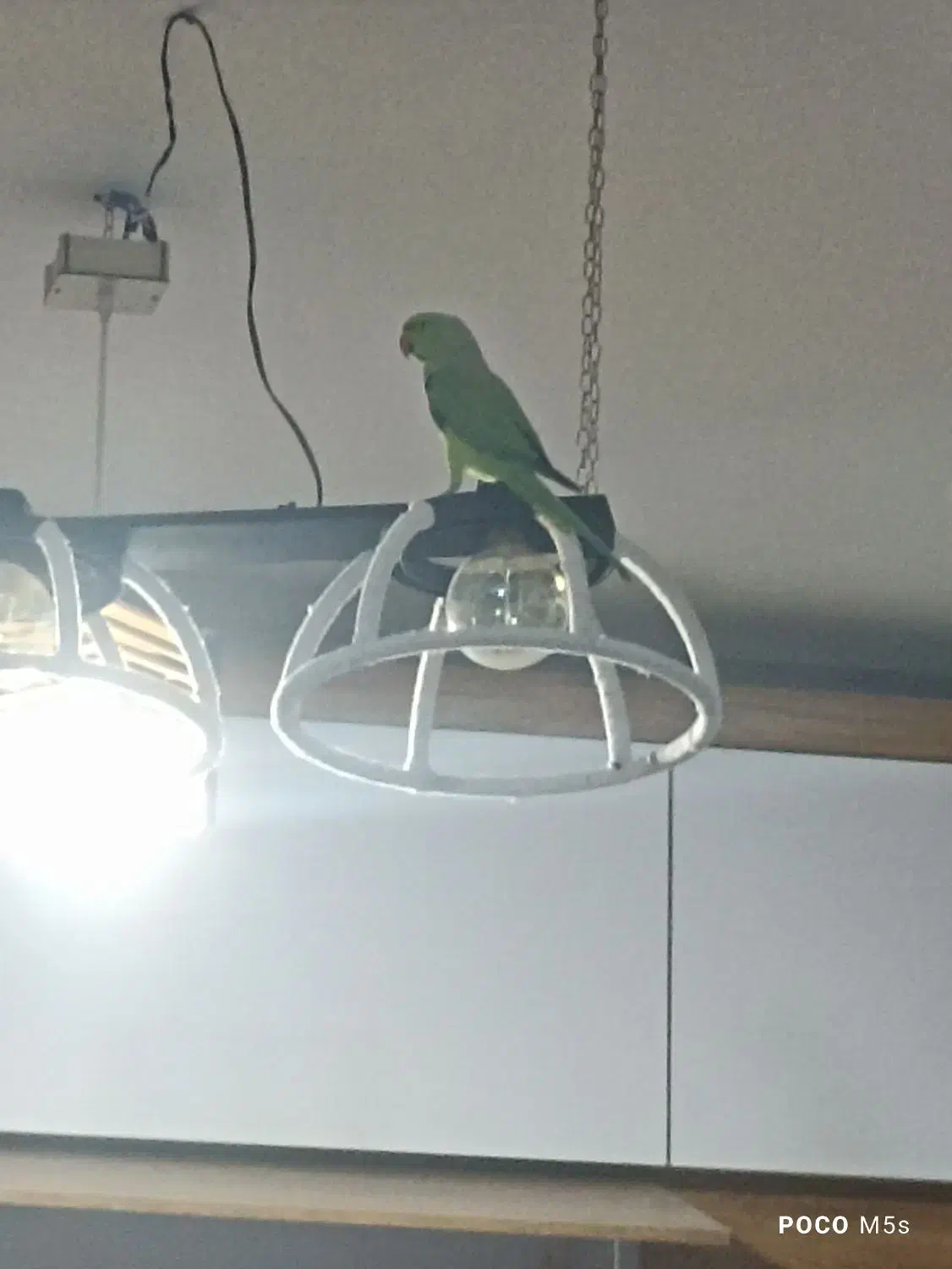 ملنگو|پرنده|قدس, شهر‌قدس|دیوار