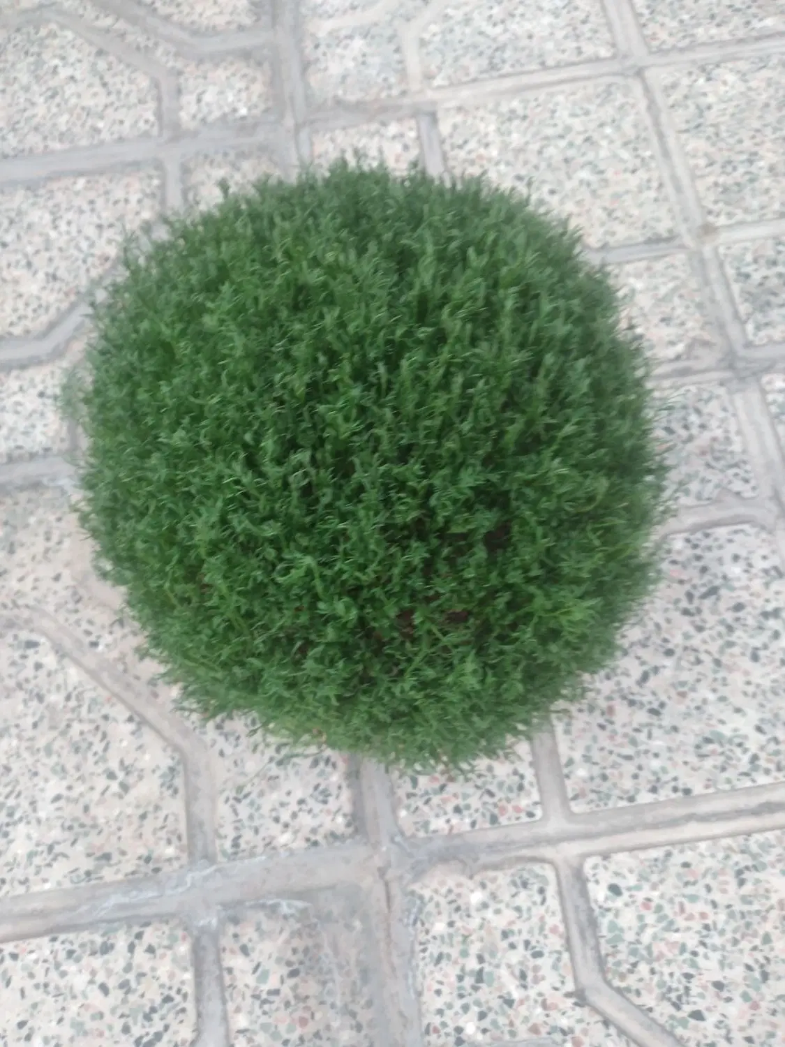 سبزه|گل و گیاه طبیعی|کوهدشت, |دیوار