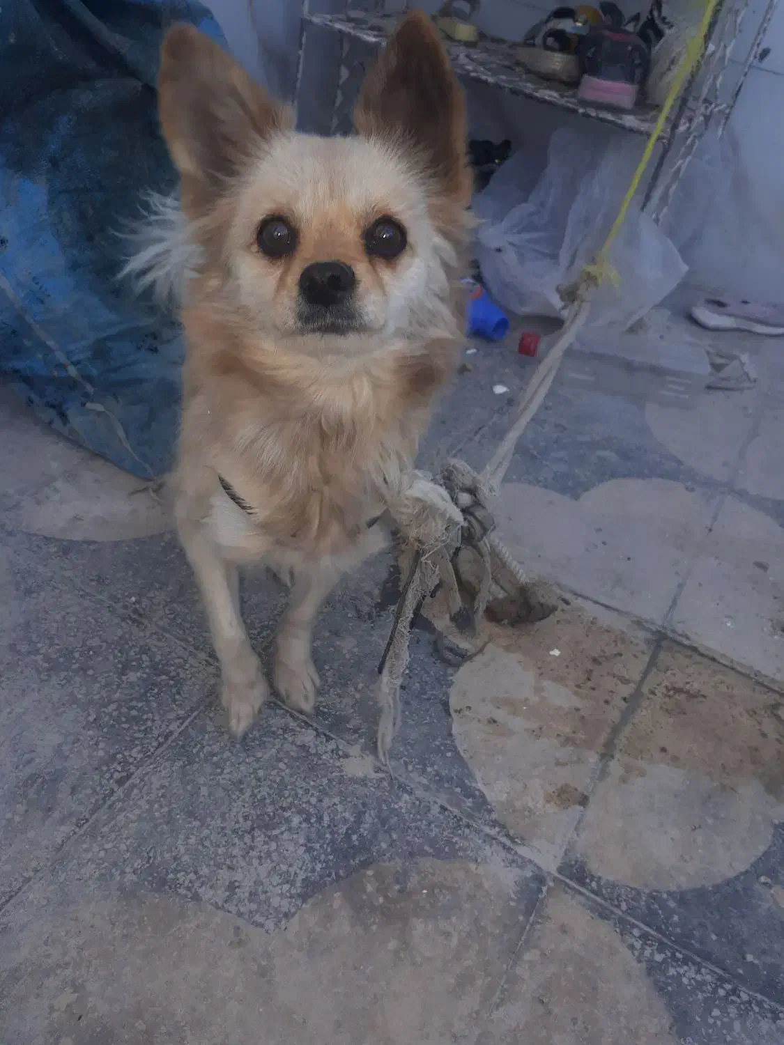 سگ شیواوا|سگ|شیراز, کرونی(خاتونک)|دیوار