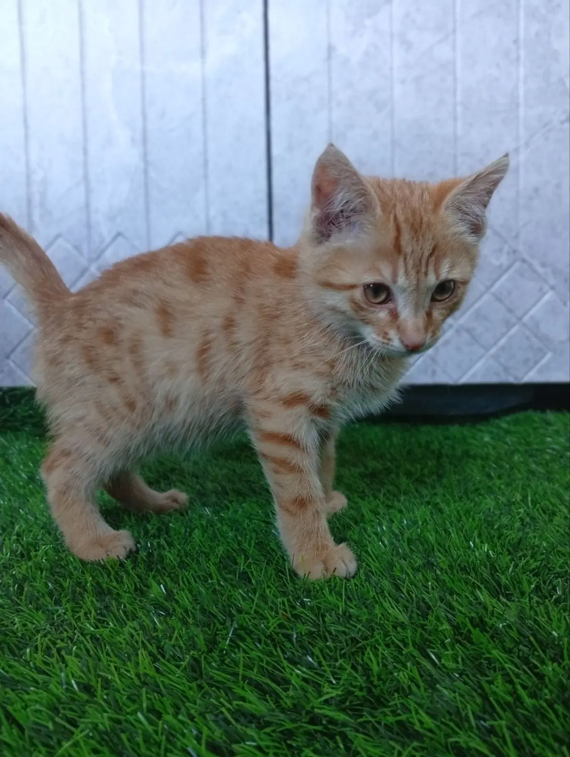 گربه|گربه|اردبیل, |دیوار