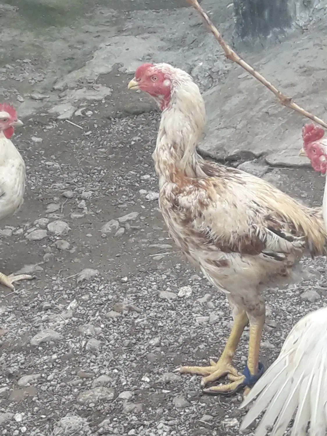 خروس|حیوانات مزرعه|مشگین شهر, |دیوار