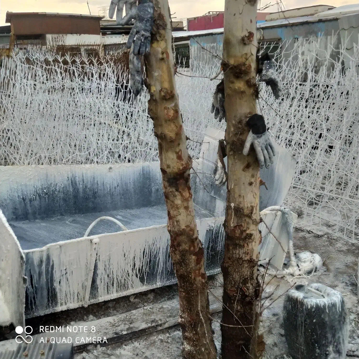 شاخ گوزنی|عمدهفروشی|هشتگرد, شهرک ولیعصر (مصلی)|دیوار