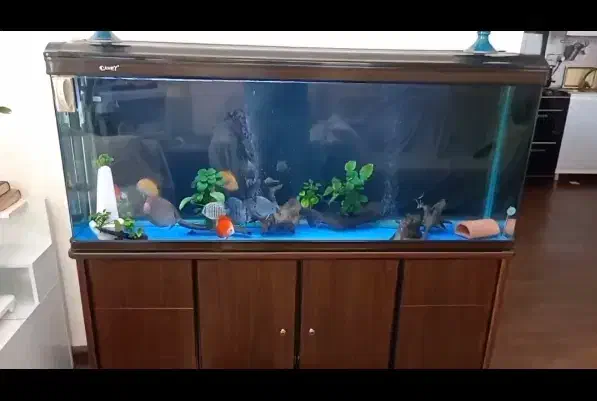 آکواریوم|ماهی|فردیس, شهرک ارم|دیوار