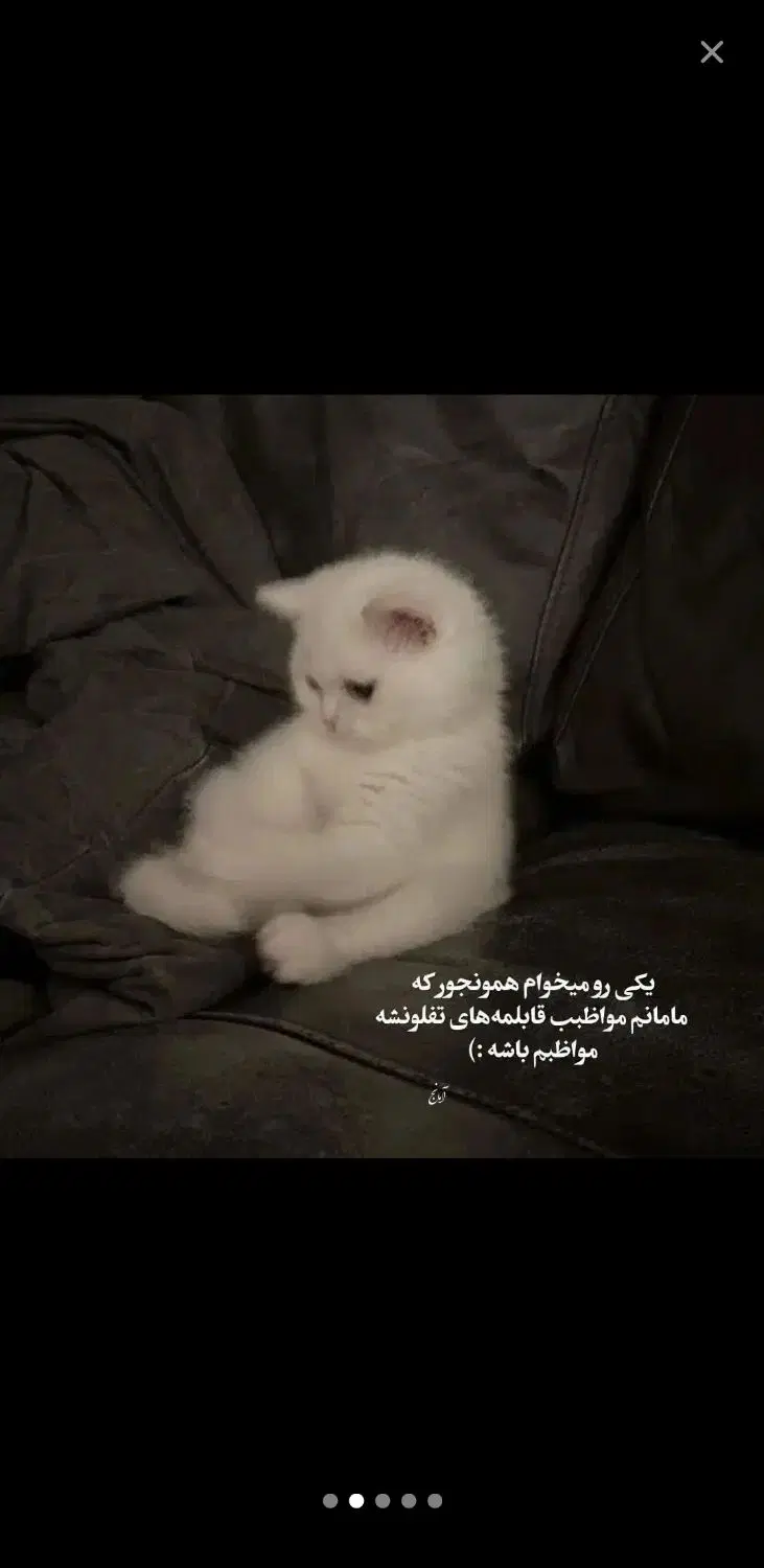 بچه گربه|گربه|کاشان, لتحر|دیوار