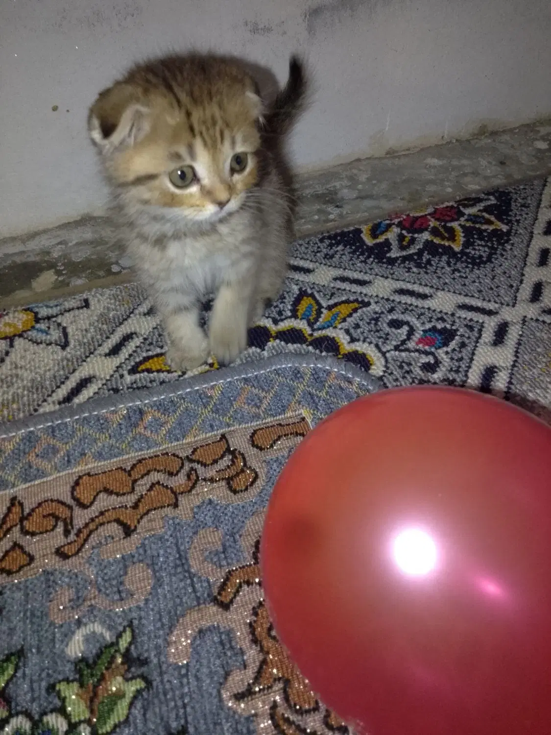 2ماه|گربه|خمیر, |دیوار
