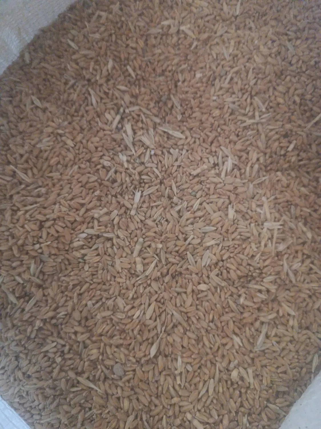 گندم|گل و گیاه طبیعی|مرودشت, ده بید|دیوار