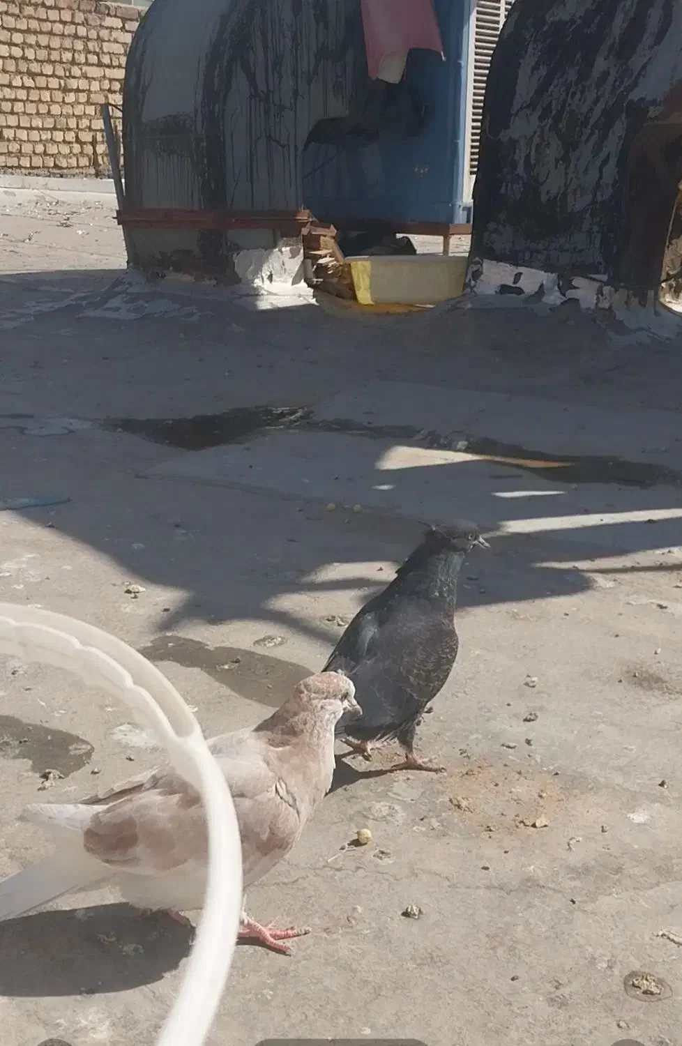 مفلق سیاه|حیوانات|اصفهان, شهرک کاوه|دیوار