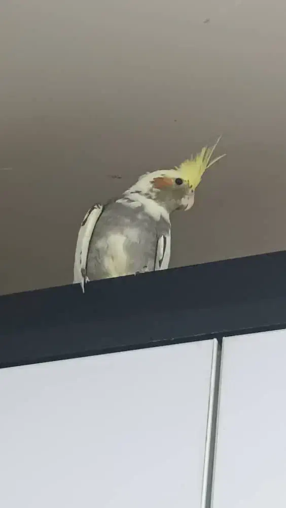 عروس هلندی|پرنده|اهواز, آسیاباد|دیوار