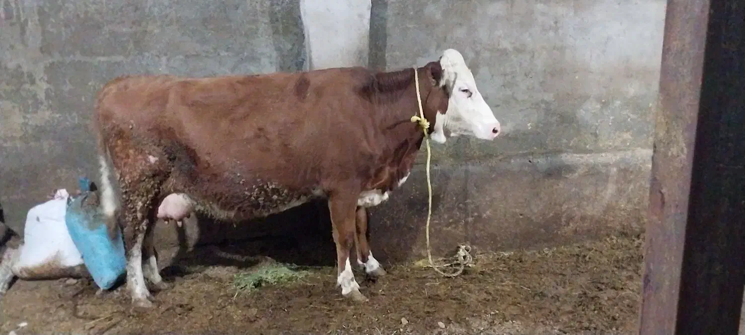 گاوشیری|حیوانات مزرعه|نظر کهریزی, |دیوار