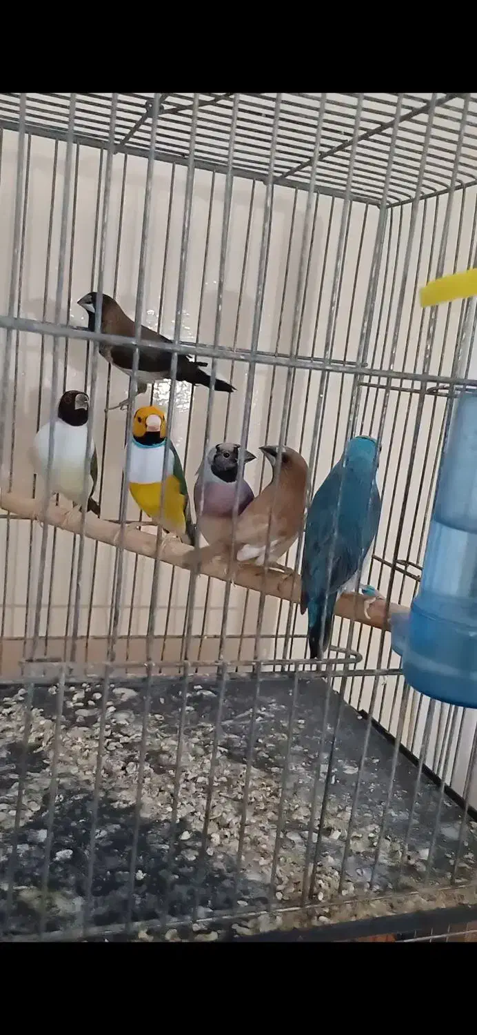 فنچ گلدین|پرنده|کوار, |دیوار