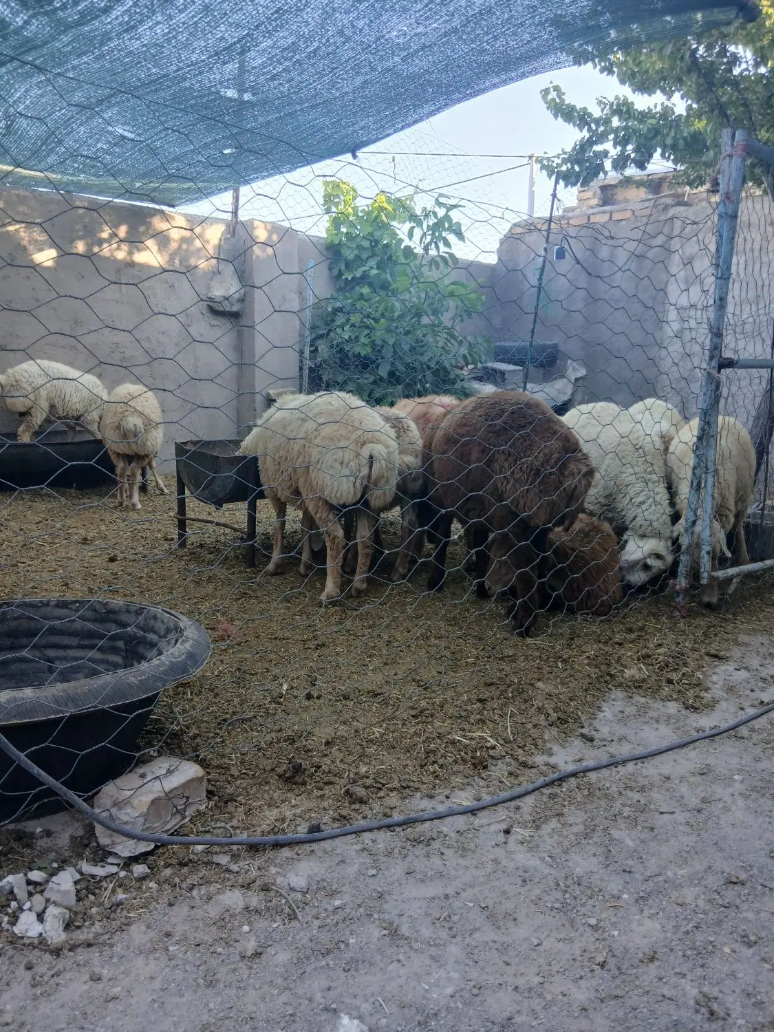 بره|حیوانات مزرعه|بالا ولایت, |دیوار