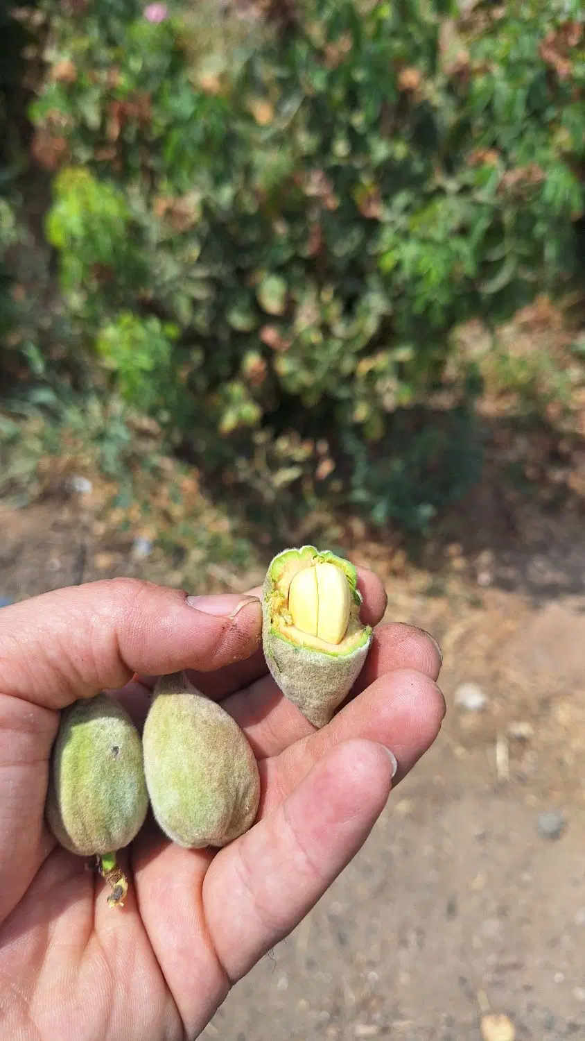 بادام|خوردنی و آشامیدنی|الوند, |دیوار