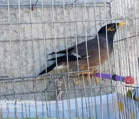 مینا|پرنده|بم, |دیوار