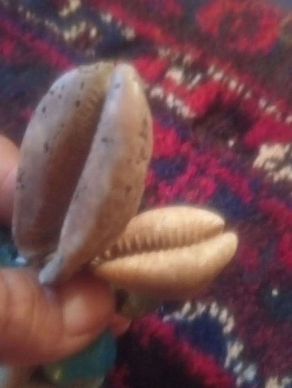 صدف|ماهی|عنبرآباد, |دیوار