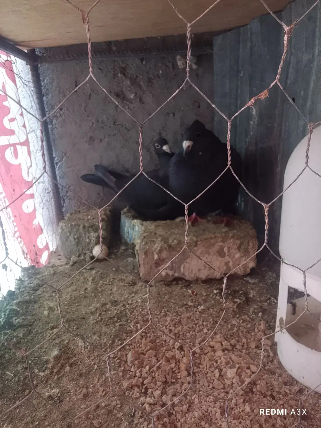 کفترگوک|پرنده|بم, |دیوار