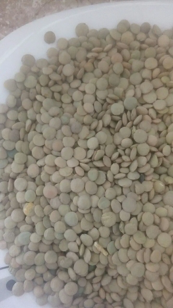 عدسی|خوردنی و آشامیدنی|قیدار, |دیوار
