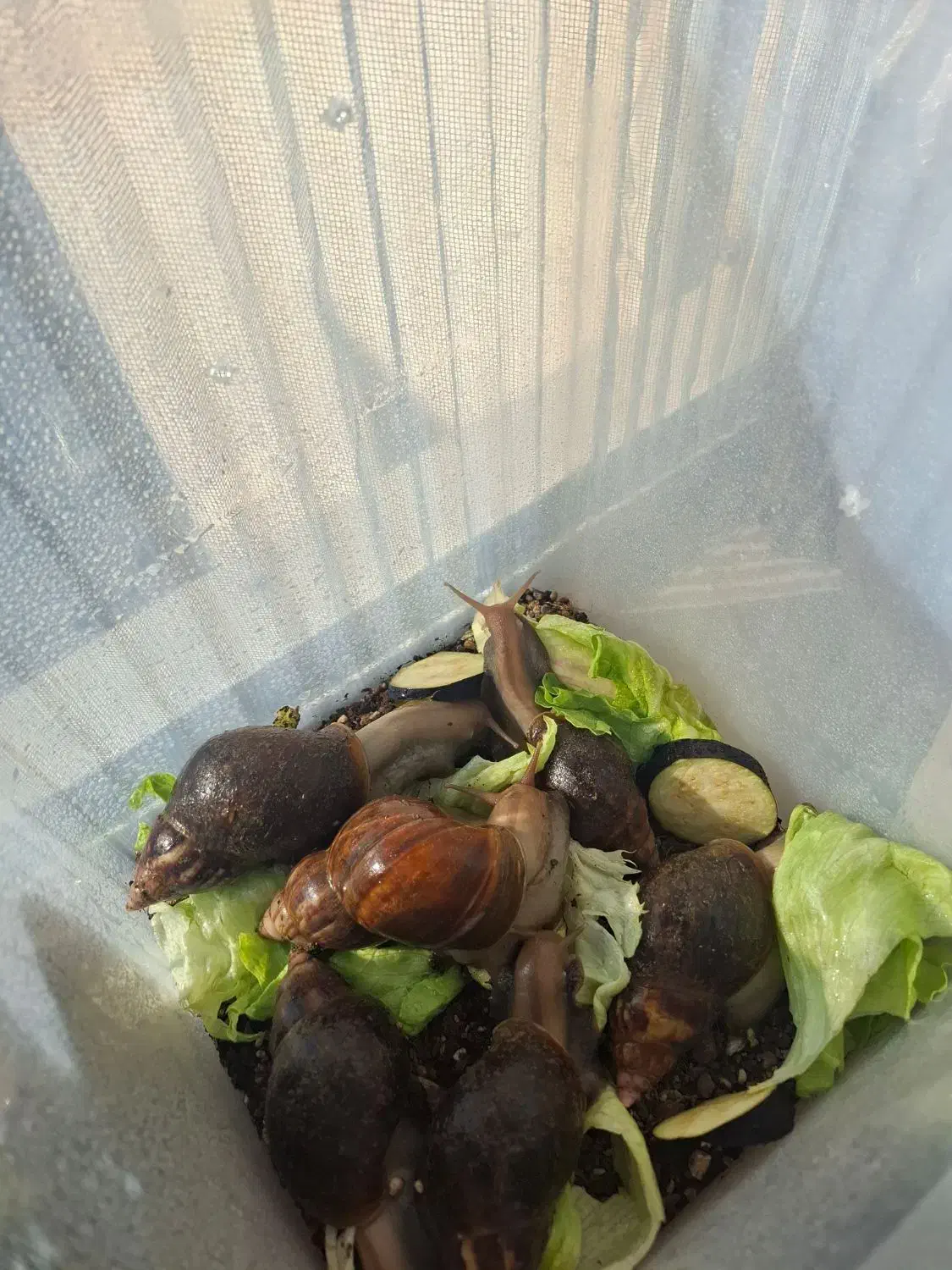 حلزون|خزنده|تهران, شهرک شهید باقری|دیوار