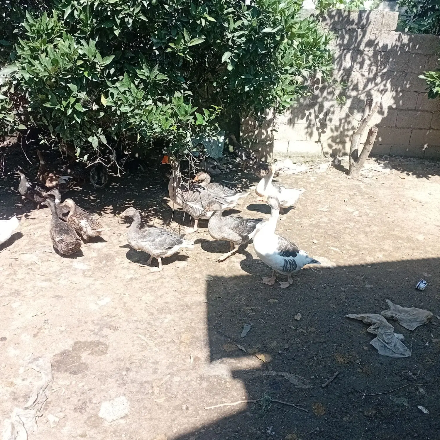 غاز|حیوانات مزرعه|صومعه‌سرا, |دیوار
