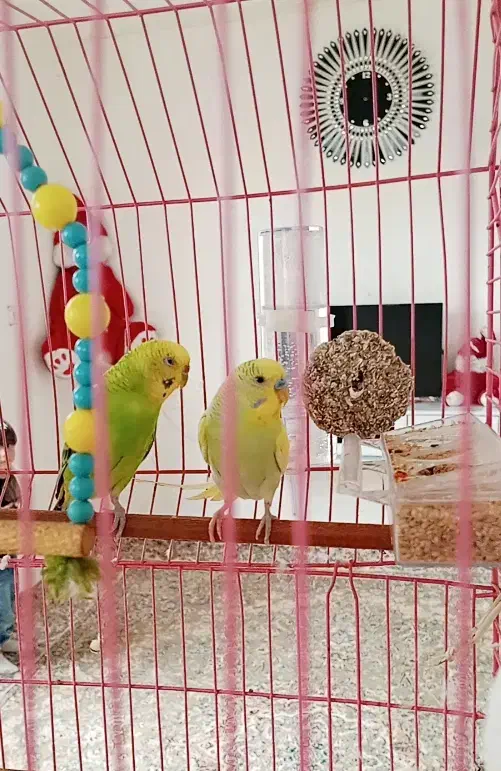 مرغ عشق|پرنده|بانه, |دیوار