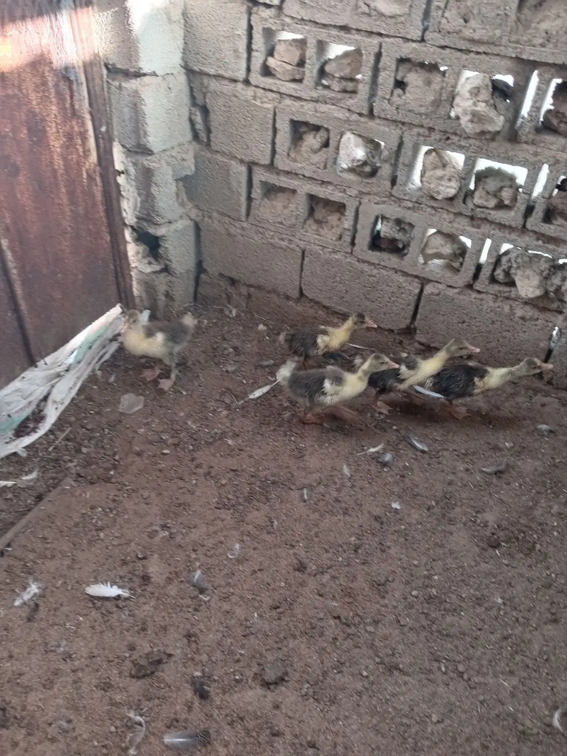 جوجه غاز|حیوانات مزرعه|چغادک, |دیوار