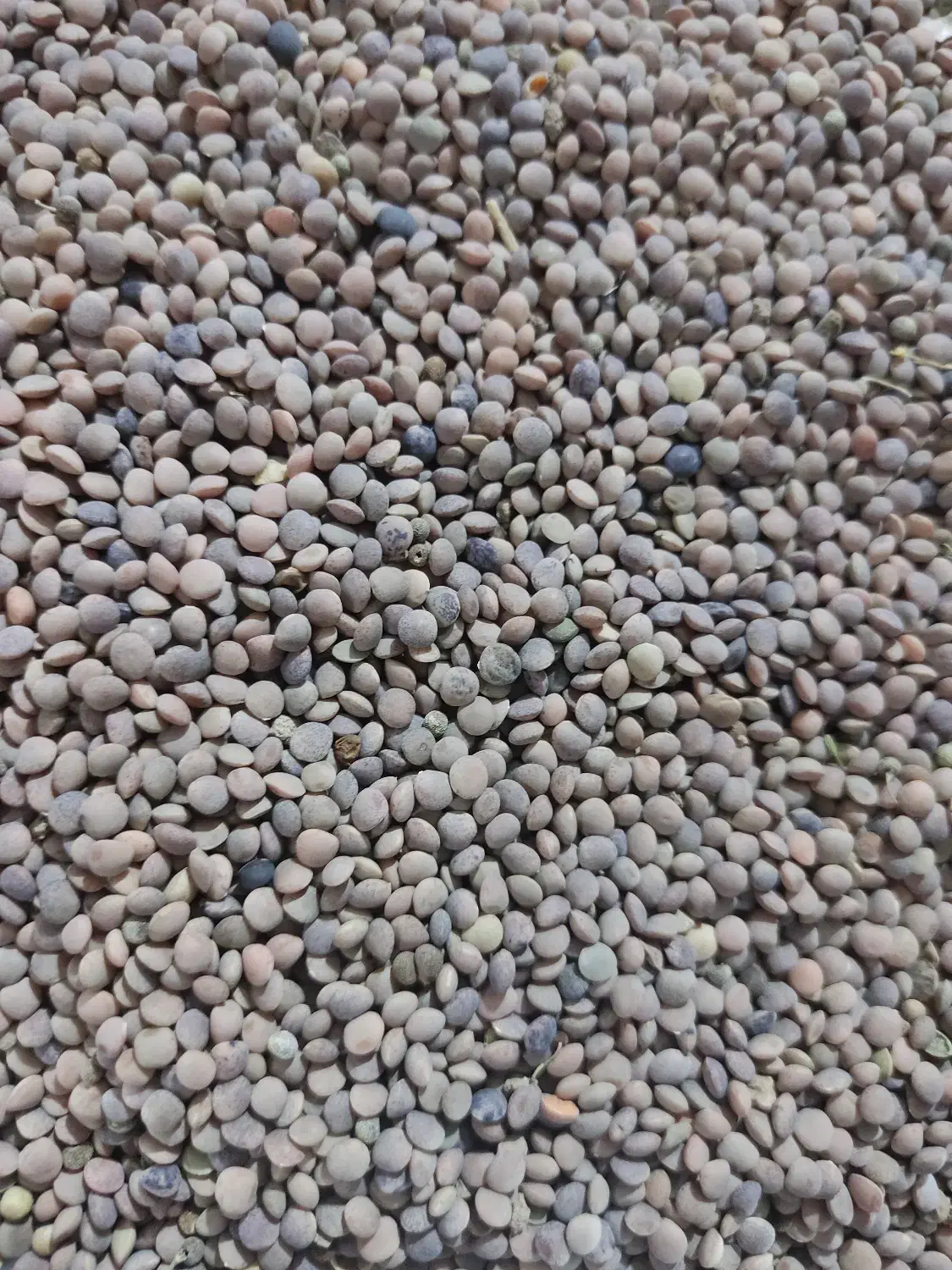 عدس ریز|خوردنی و آشامیدنی|باشت, |دیوار