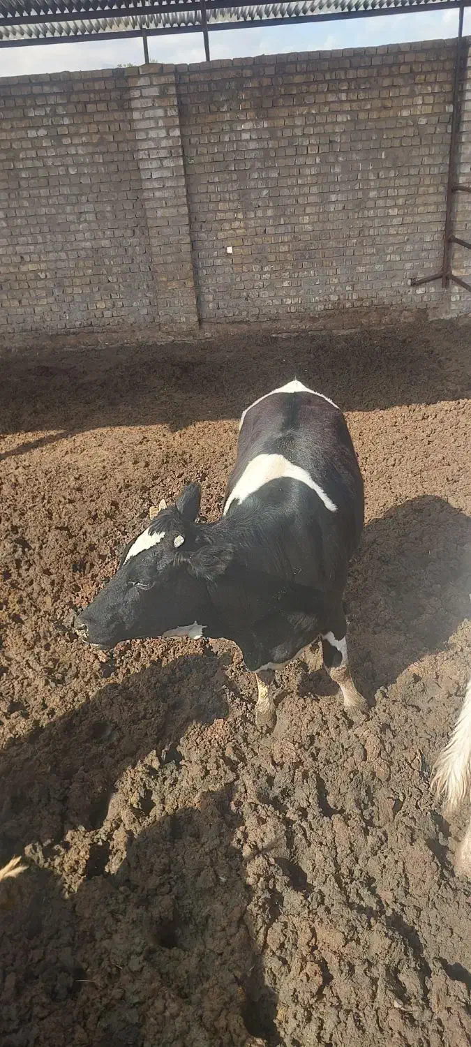گوساله ماده چاق|حیوانات مزرعه|کاشان, دشت لتحر|دیوار