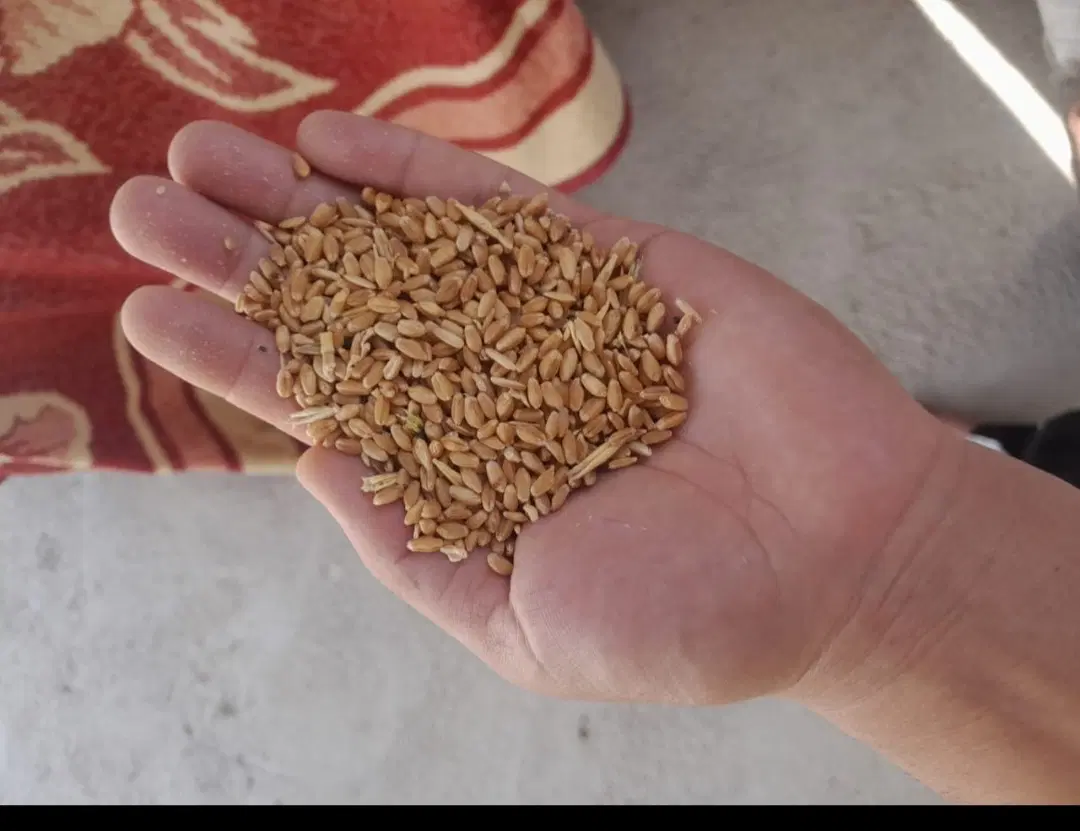 گندم|خوردنی و آشامیدنی|اندیمشک, |دیوار