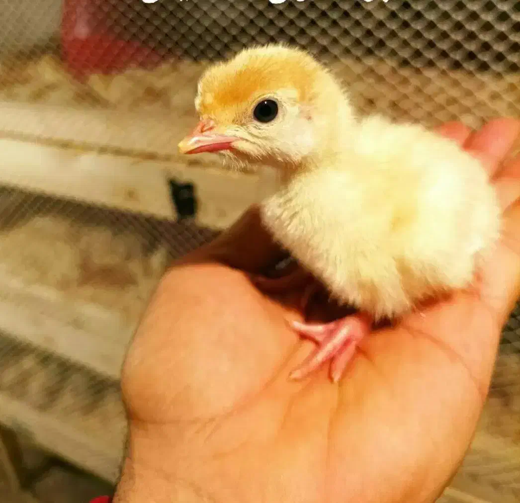 فروش بوقلمون بیوتی/ یکماهه یکروزه/خدمات|حیوانات مزرعه|تهران, فرودگاه مهرآباد|دیوار