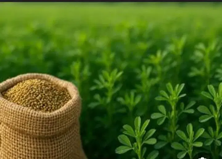 یونجه|لوازم جانبی حیوانات|پیشوا, |دیوار
