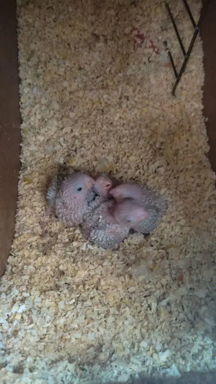 گرینچیک|پرنده|مشهد, امیریه|دیوار