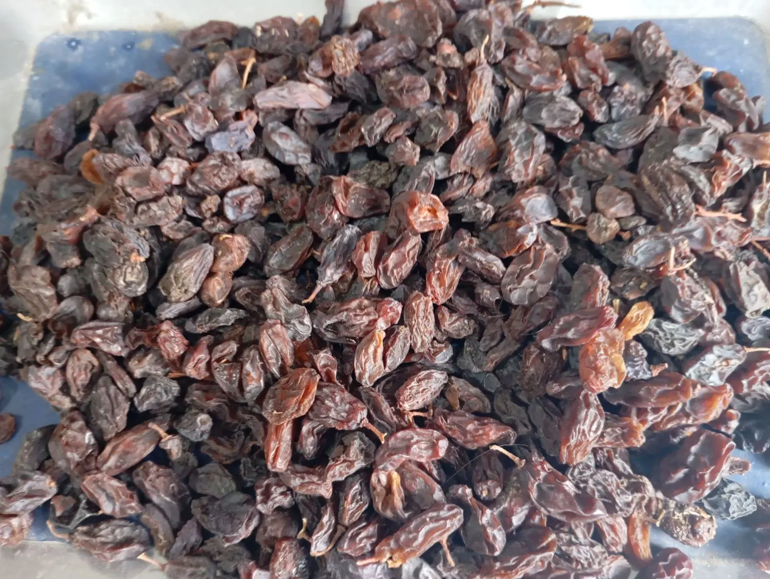 مویز|خوردنی و آشامیدنی|شیراز, کوشک بیدک|دیوار