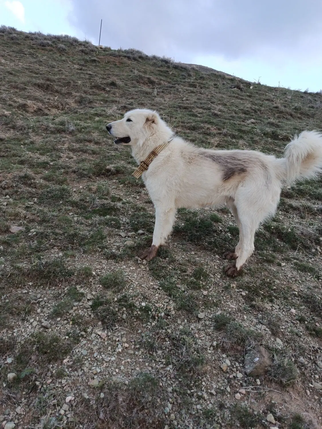 سگ گله|سگ|خوی, |دیوار