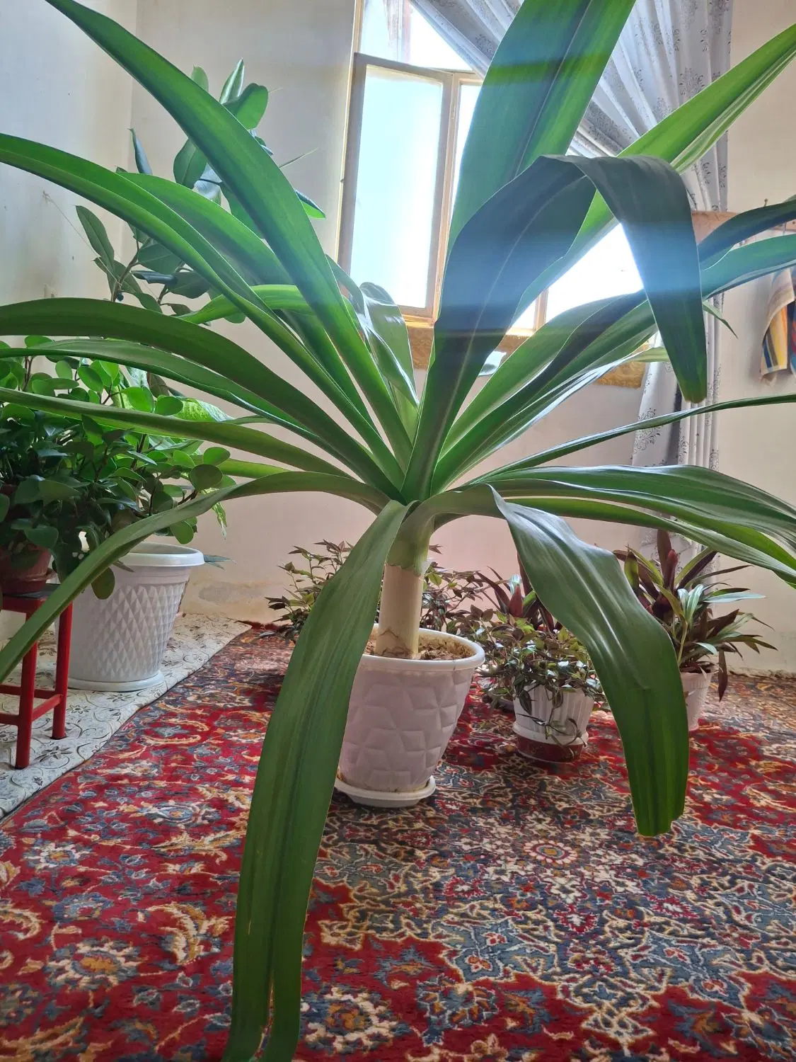 گل اشک|گل و گیاه طبیعی|اردل, |دیوار