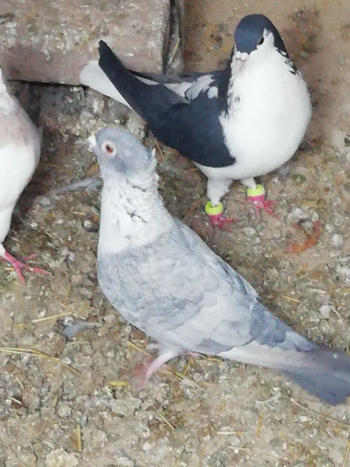 پرنده|پرنده|سبزوار, پیروزی|دیوار