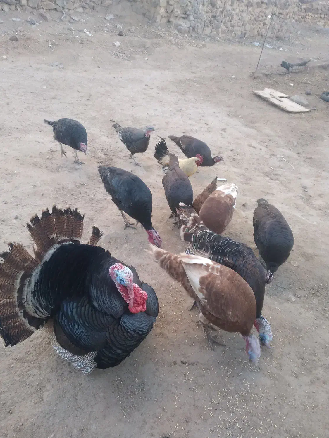 بوقلمون|حیوانات مزرعه|مشگین شهر, |دیوار