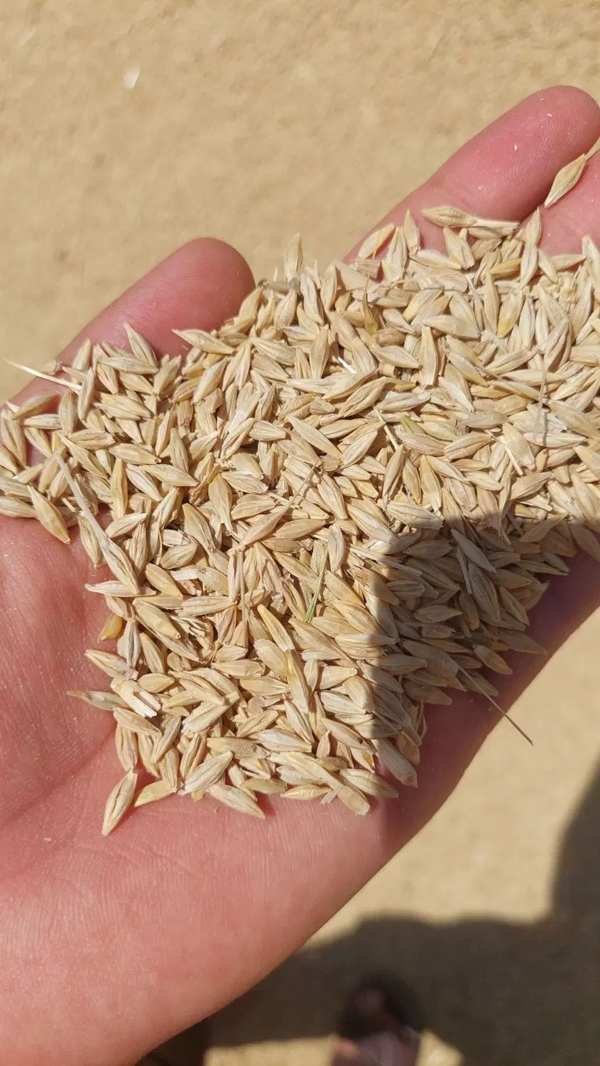 جو محلی|کلکسیون و سرگرمی|بستان آباد, |دیوار