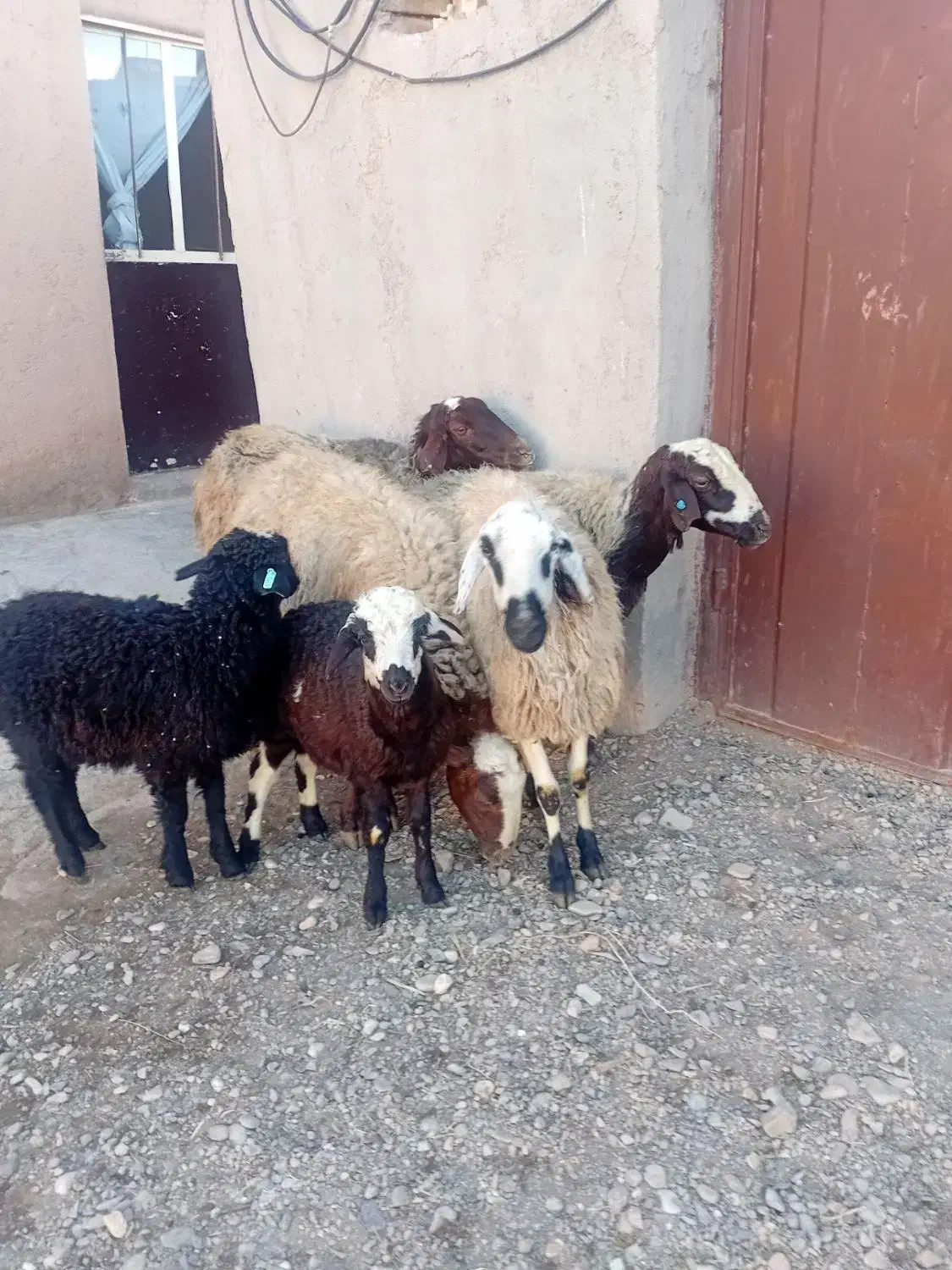 میش بره|حیوانات مزرعه|اسفرورین, |دیوار