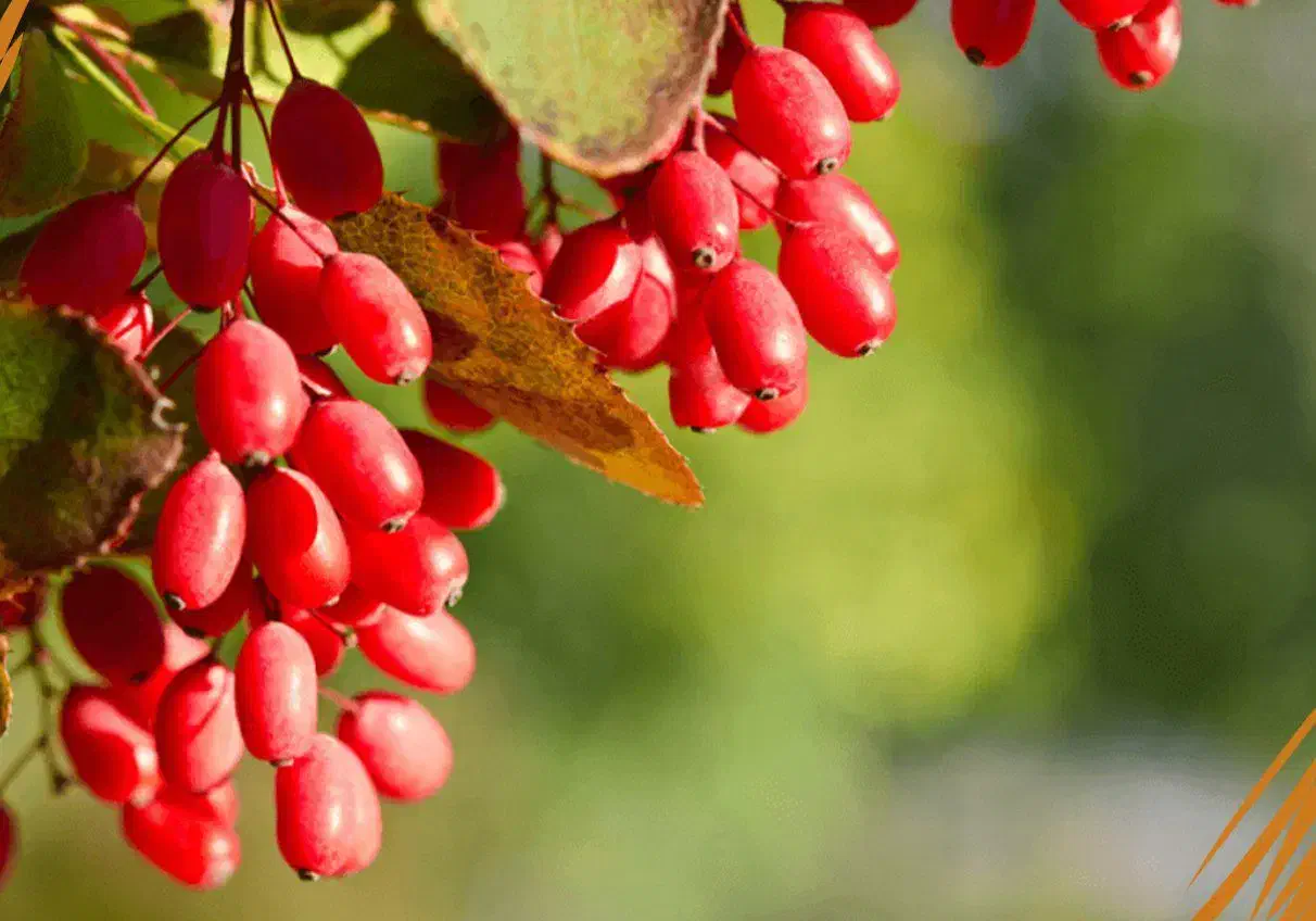 فروش ویژه نهال زرشک پفکی بیدانه عمده خرده|خدمات باغبانی و درختکاری|ساری, |دیوار